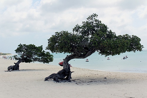 cruise14 (285)